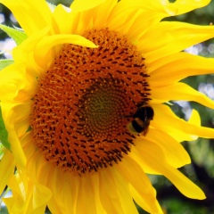 Галина Терешковец, Гомель