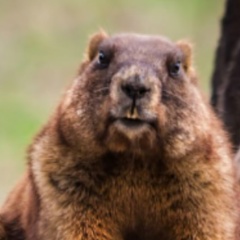 Антон Банщиков