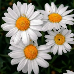 Леся Мухутдинова