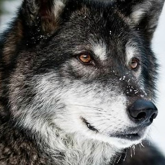 Коба Хамитов, 25.11, Астана