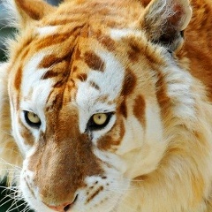 Женя Богданов, Александров