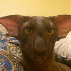 Sanek Vinogradov, 28.03, Санкт-Петербург