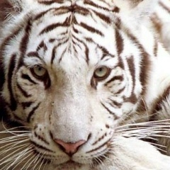 Евгений Иванюшин, 29.10.1983, Москва