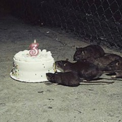 Никита Солнцев