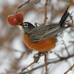 Michel Lenns, 09.09.1992