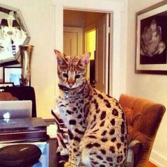 Vne Zakona, 17.02, Алматы