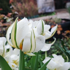 Олеся Сапрыкина, 23.08.1985, Самара