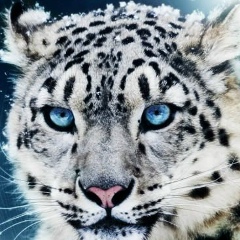 Димон Виталич