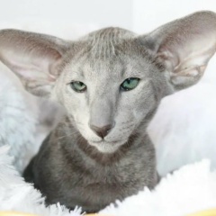 Ксения Букатова, 01.08.1987, Челябинск