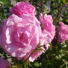 Леся Березюк, 02.09, Черновцы