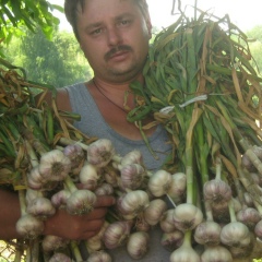 Ростислав Мандрыка, Полтава