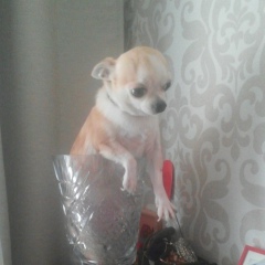 Дмитрий Соколов, 05.12.1979, Санкт-Петербург