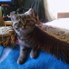 Павел Павлов, 15.08