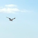 Алексей Мойсиченко, 12.02.1902