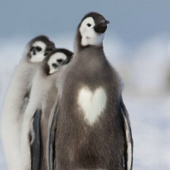 Айжан Шарапова, Алматы