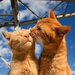 Екатерина Шереметова, Волгоград