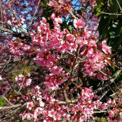 Kyi-Phyu Khin, 02.05.1996