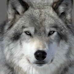 Ливан Даманов, 28.05, Аягоз