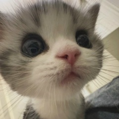 Алина Котяткина, 05.10, Великий Новгород