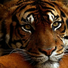 Анна Батарейкина, 04.02, Черноморск / Ильичевск