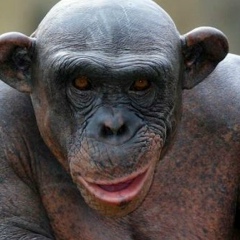 Сергей Кривополенов, Архангельск