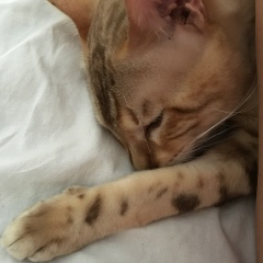 Zeynep Turmagambetova, 27.09, Санкт-Петербург