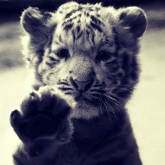 Magomed Muslimov, 16.06.1990