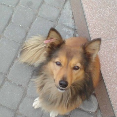 Казино Роял