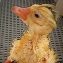 Владислав Санин, 28.05.1997, Гомель