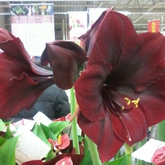 Елена (Бугайчук)Шкарлат