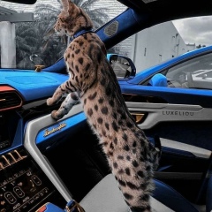 Бехруз Шермухамедов, Астана