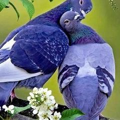 Алия Кокымбаева, 12.01.1983, Шымкент