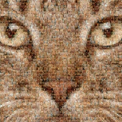 Константин Кот, 15.01.1927, Белоозёрский