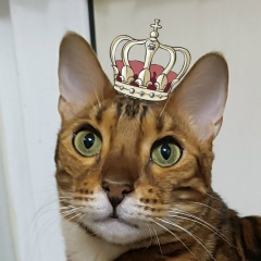 Лилиана Гиниятуллина, Тосно