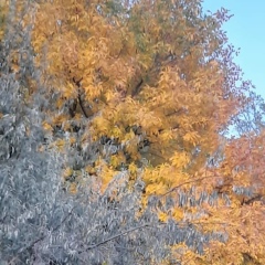 Степан Бахтиев, Астрахань