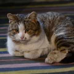 Александр Земляной, Днепр (Днепропетровск)