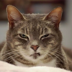 Думан Шаймерденов, 27.10.1989, Санкт-Петербург