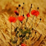 Марина Гаврилюк, 22.05, Ростов-на-Дону