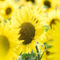 Надежда Коссовская, 15.03, Москва