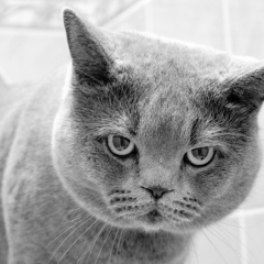 Алексей Дарин, 01.03.1986, Чебоксары