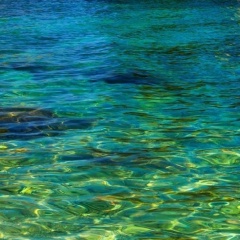 Александр Пахолов, 18.09.1905, Новосибирск