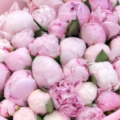 Сумбат Замандинова, 01.03, Алматы