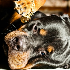 Anton Lim, 11.01, Praha