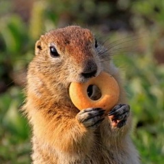 Алексей Рыбалкин, Сочи