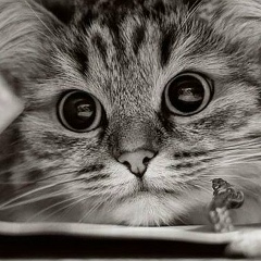 Александр Астахов, Камышин