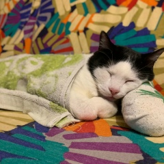 Дмитрий Боберов, 13.09.1988, Pavia