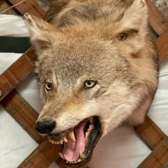 Шевченко А, 21.10, Невинномысск