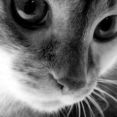 Хурбиой Шарипова, 25.04, Санкт-Петербург