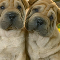 Игорь Петлёваный, 03.06.1981, Resistencia