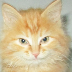 Дмитрий Авдеев, 17.02, Северодвинск